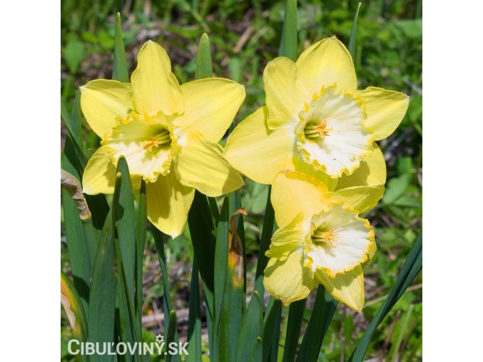 žlutobílý narcis st patricks day 1