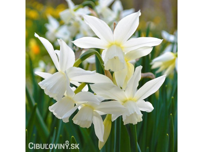 Mini Daffodil Thalia 88 x2000 crop center