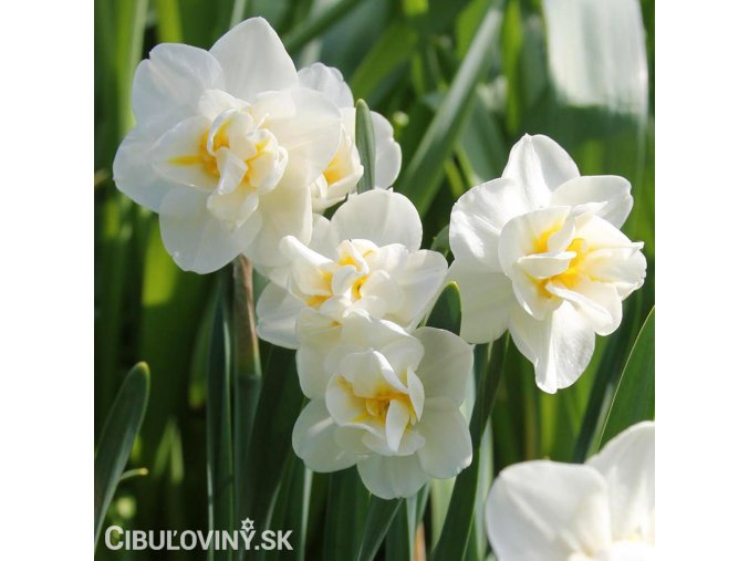 bílý plnokvětý narcis white cheerfulness 1