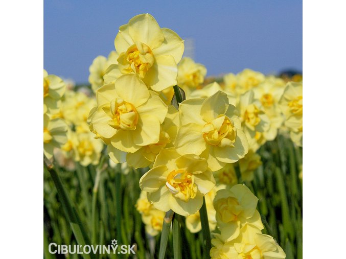 žlutý plnokvětý narcis yellow cheerfulness 1