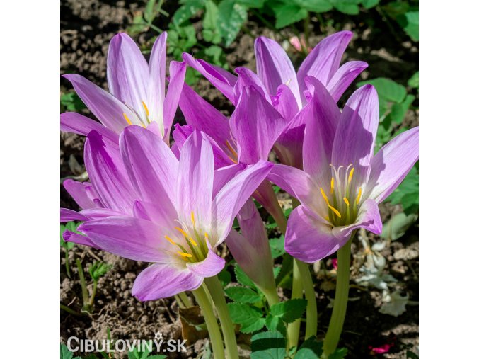fialový ocún obrovský colchicum giganteum 1