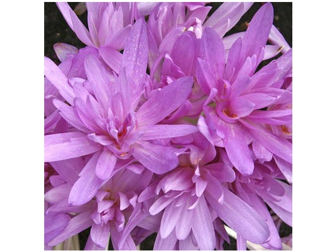 Colchicum Waterlily 1