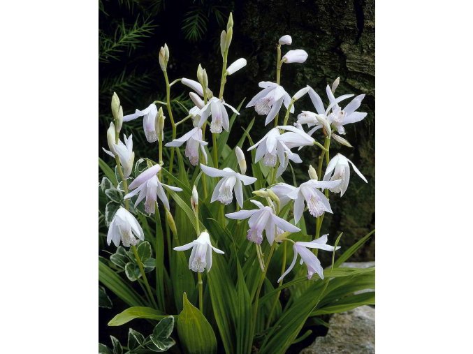 Bletilla alba 1