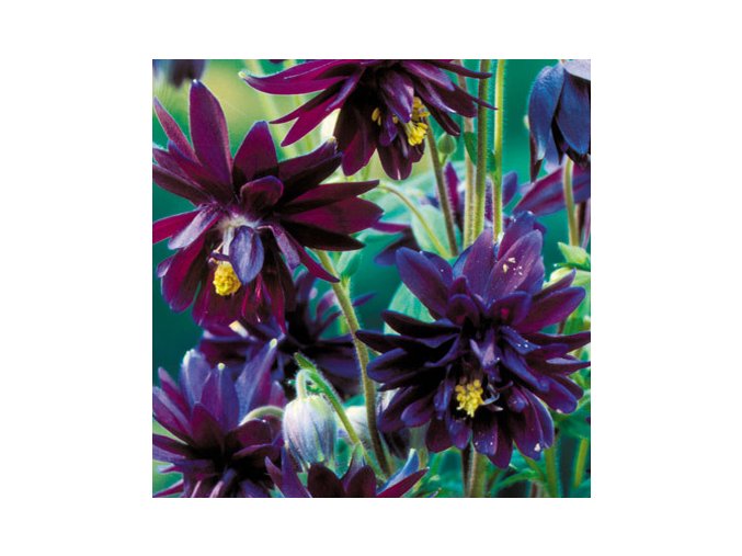 Aquilegia black barlow 03