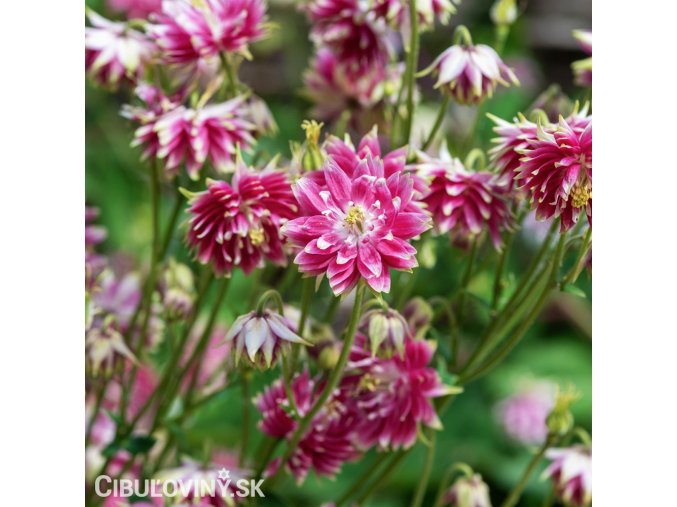ruzovy orlicek Aquilegia nora barlow 3
