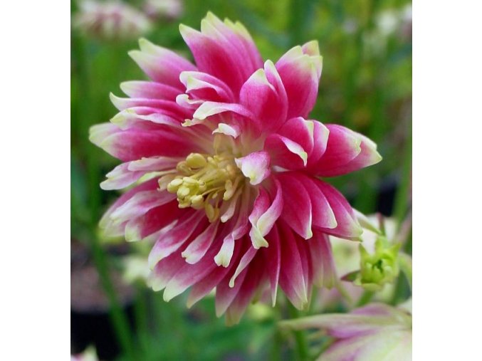 Aquilegia Nora barlow 05