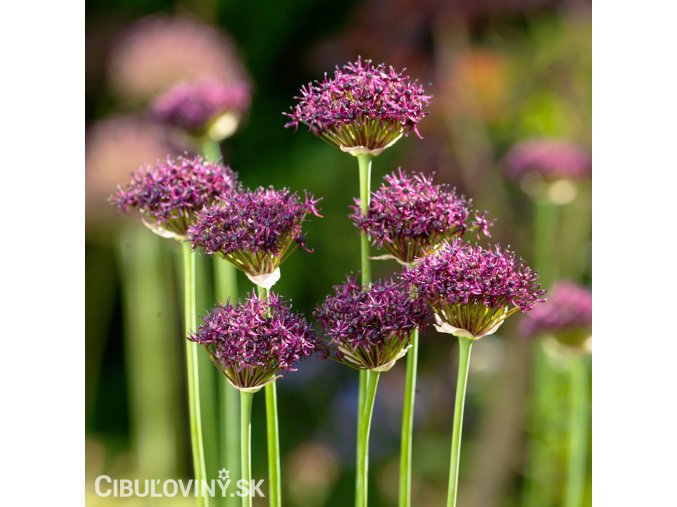 vinovy cesnek allium atropurpureum 4