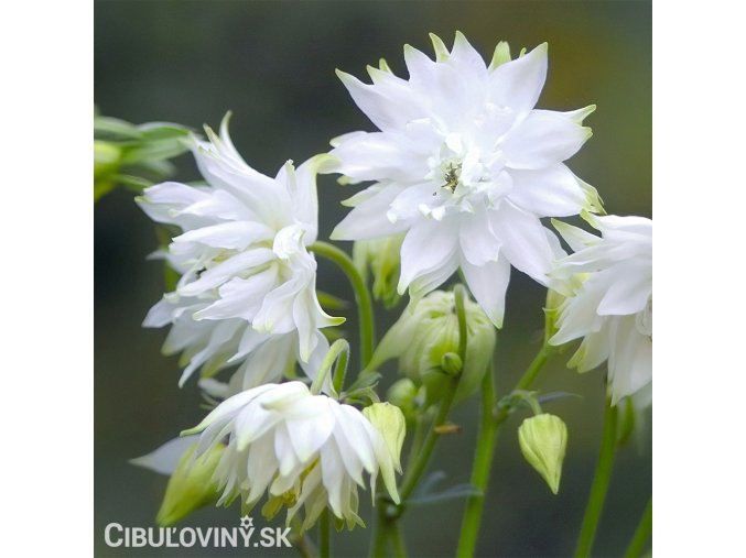 bily orlicek Aquilegia white barlow 3