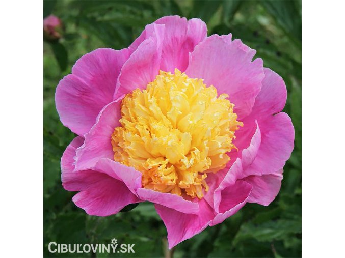 ruzovozluta pivonka hemerick 1