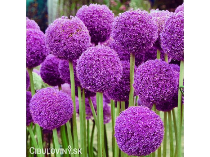 fialovy cesnek allium giganteum 1