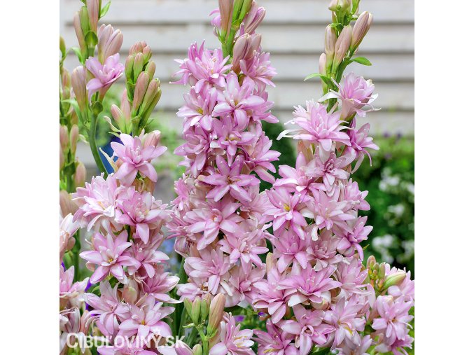 ruzova tuberoza polianthes tuberosa pink sapphire 1