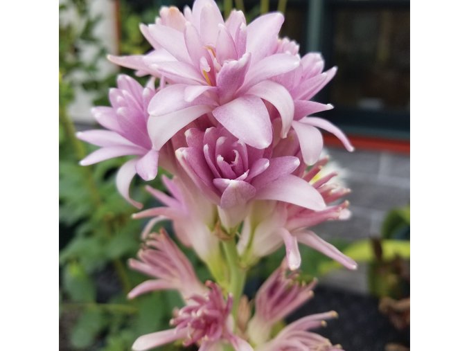 Tuberosa Pink 1