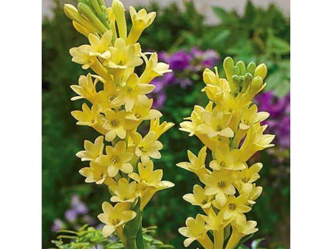 Tuberosa Gold 1