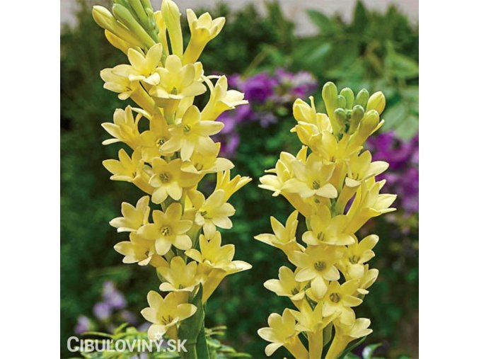 zluta tuberoza polianthes tuberosa super gold 1