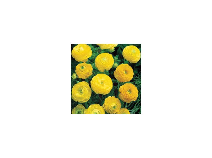 Ranunculus yellow 01