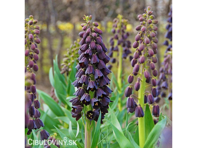 černý řebčík fritillaria persica 3