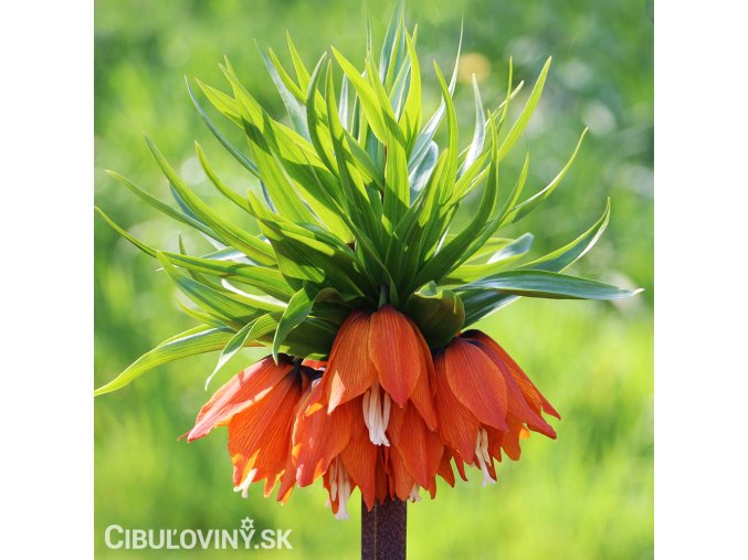 oranžový řebčík fritillaria william rex 1