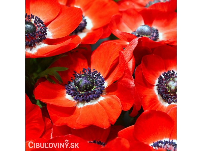 červená sasanka anemone hollandia 4