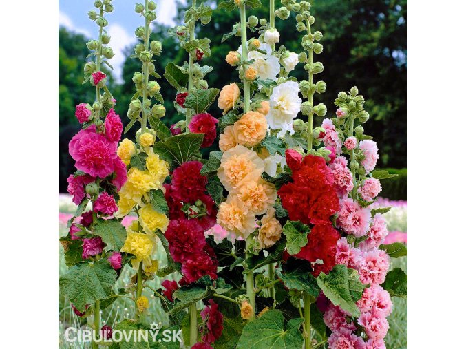 slezova ruze plnokveta smes mix 1