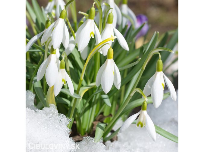 snezenka galanthus woronowii 2