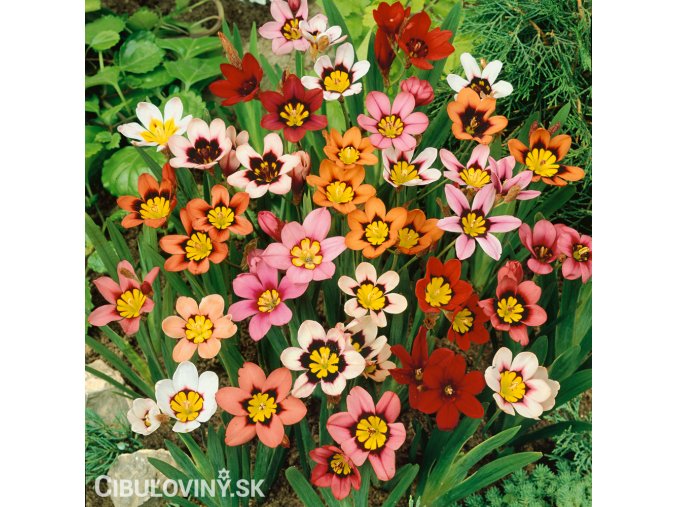 Sparaxis tricolor mix Cikanska kvetina Dripulka smes 1