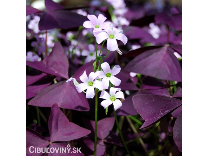 fialovy stavel Oxalis Triangularis 1