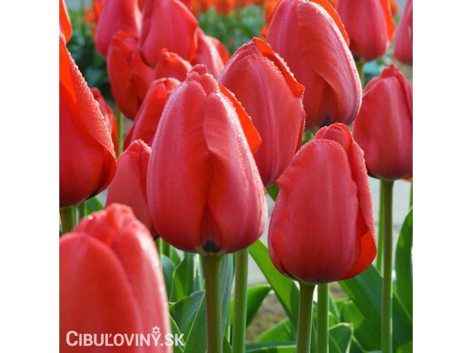 červený tulipán apeldoorn 1
