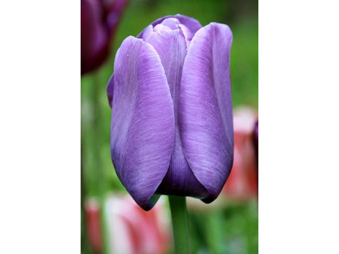 Tulipan Blue aimable 1