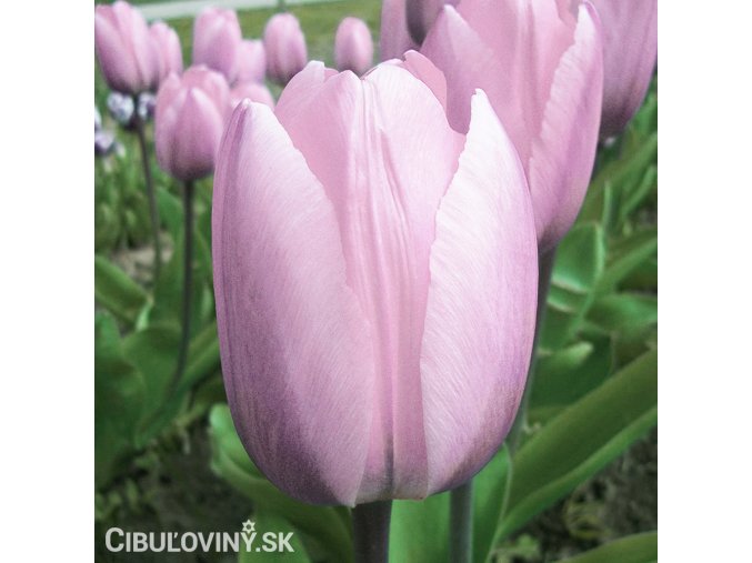 ruzovy tulipan candy prince 10