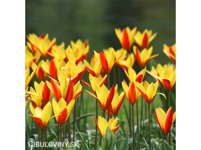 zlutocerveny tulipan clusiana chrysantha 4