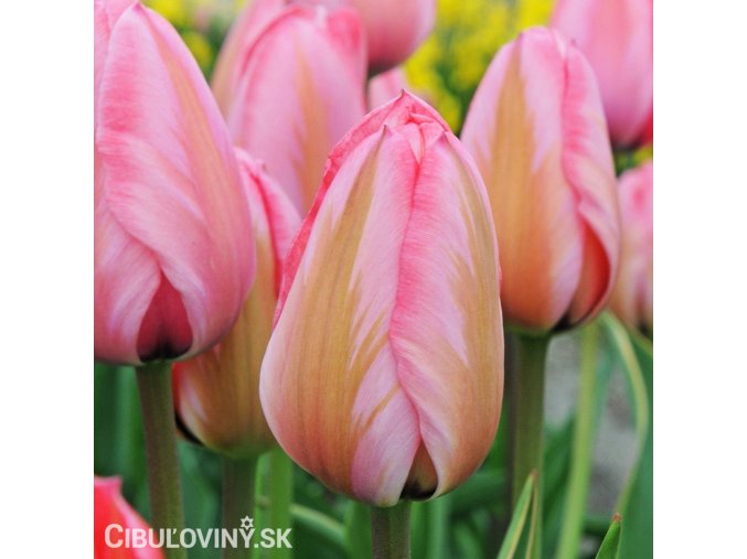 růžový tulipán design impression 1