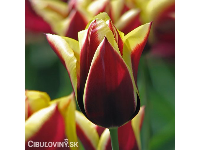 cervenozluty tulipan triumph gavota 1