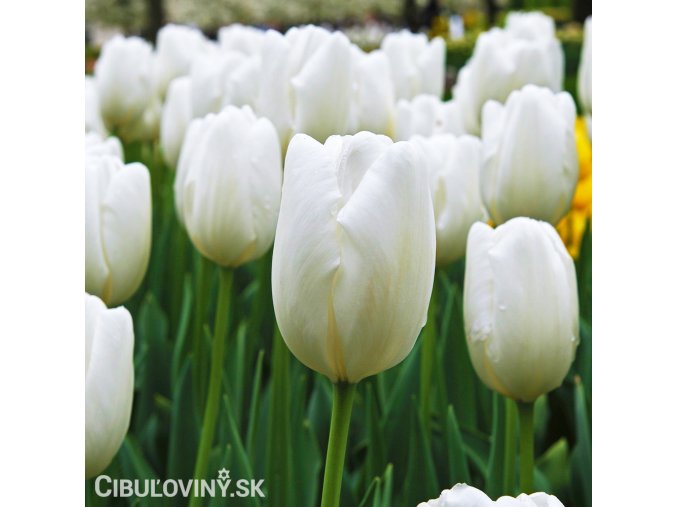 bílý tulipán hakuun 2