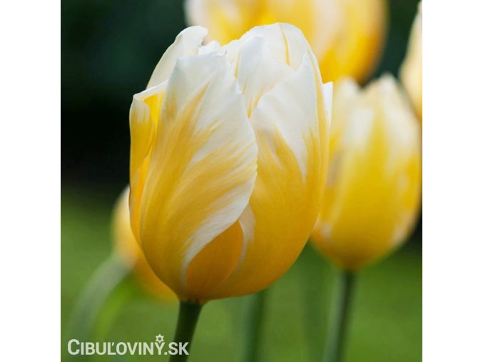 zlutobily tulipan triumph happy people 1