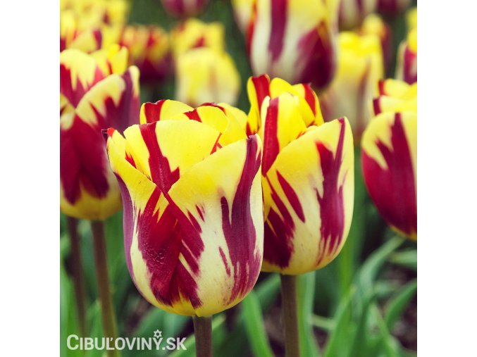 zlutocerveny tulipan triumph helmar 0