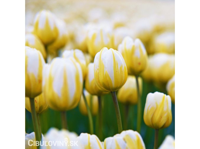 žlutobílý tulipán jaap groot 3