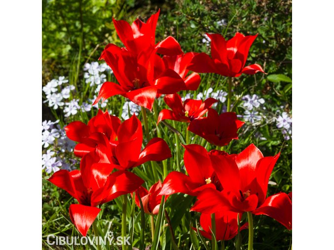 cerveny Tulipan Linifolia 4