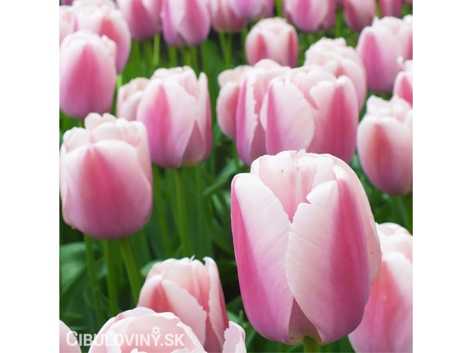 růžový tulipán ollioules 1