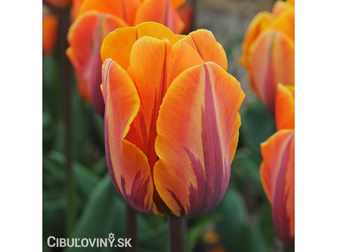 oranzovy tulipan Prinses Irene 1