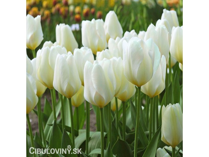 bily tulipan triumph purissima 5
