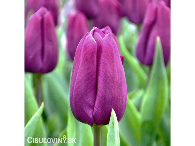 fialovy tulipan triumph purple prince 1
