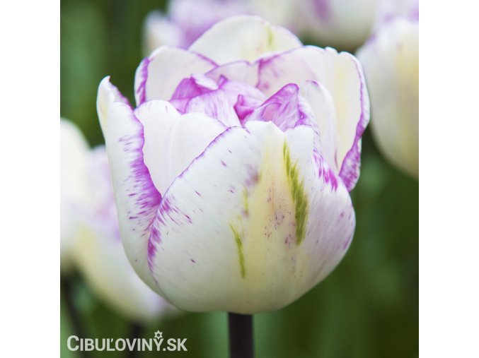 bilo fialovy tulipan triumph shirley 1