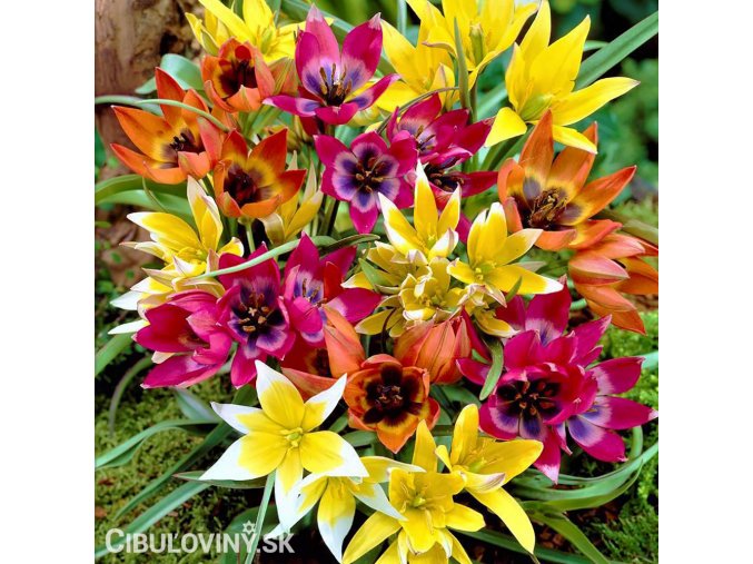 Smes nizkych tulipanu Mix botanickych tulipanu 1