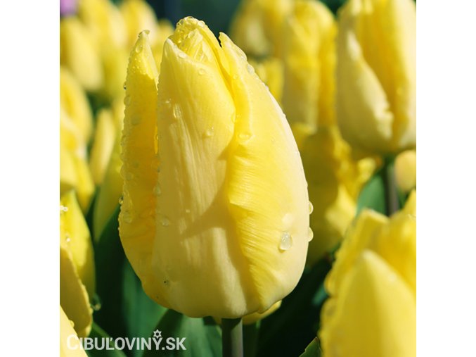 žlutý tulipán sunny prince 5