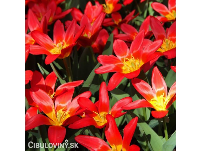 cerveny tulipan kaufmanniana scarlet baby 1