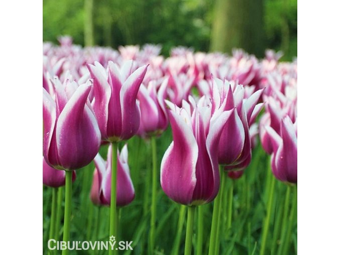fialovy tulipan claudia 8