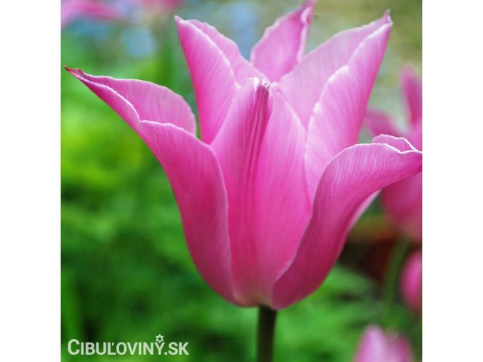 ruzovy tulipan china pink 1