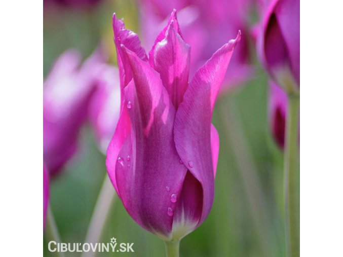fialovy tulipan liliokvety yume no murasaki 3