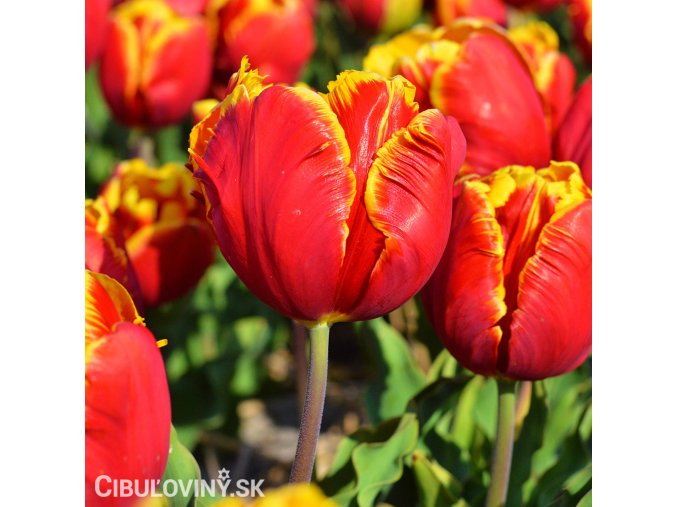 cervenozluty tulipan bright parrot 1
