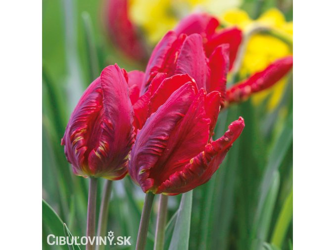 cerveny tulipan erna lindgreen 3